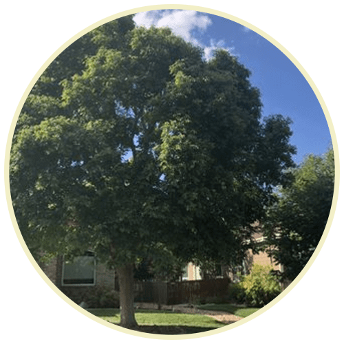 Tree elevation services