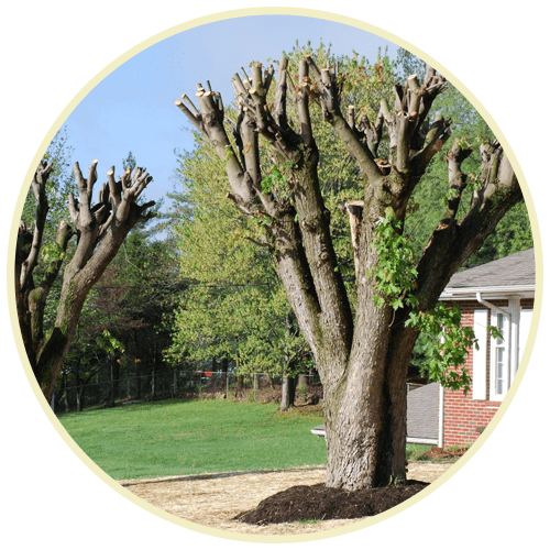 Topping Tree Services