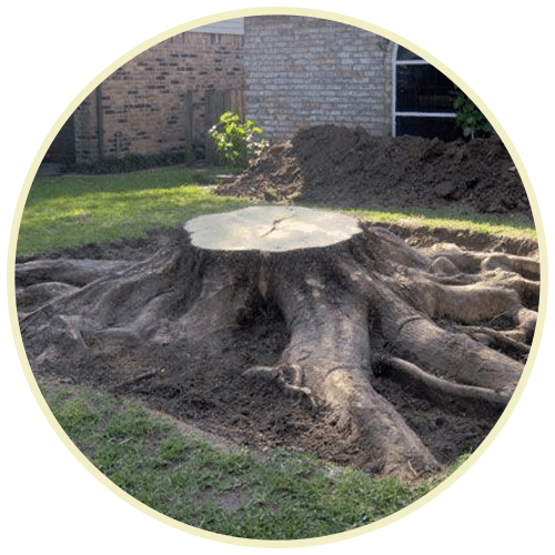 stump removal services