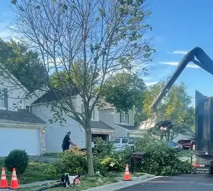 Newly planted sapling in a narrow side yard of a Columbus suburban home.