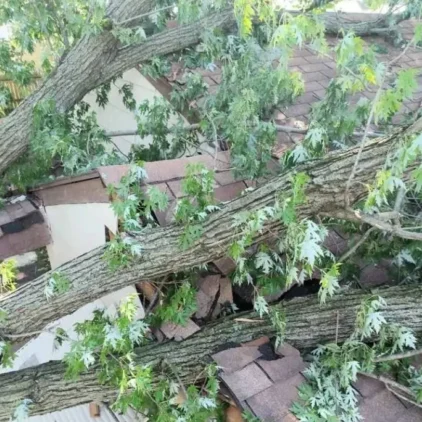 Downed tree entangled with live power lines after Ohio storm