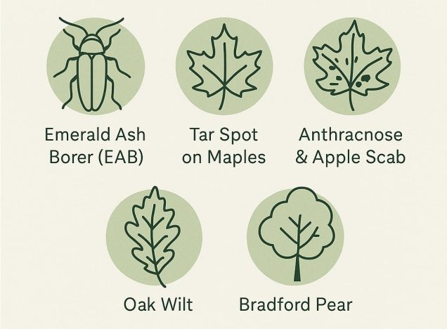 Local Tree Challenges in Westerville