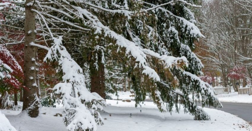 Winter tree damage in Columbus is showing broken branches after snow and ice